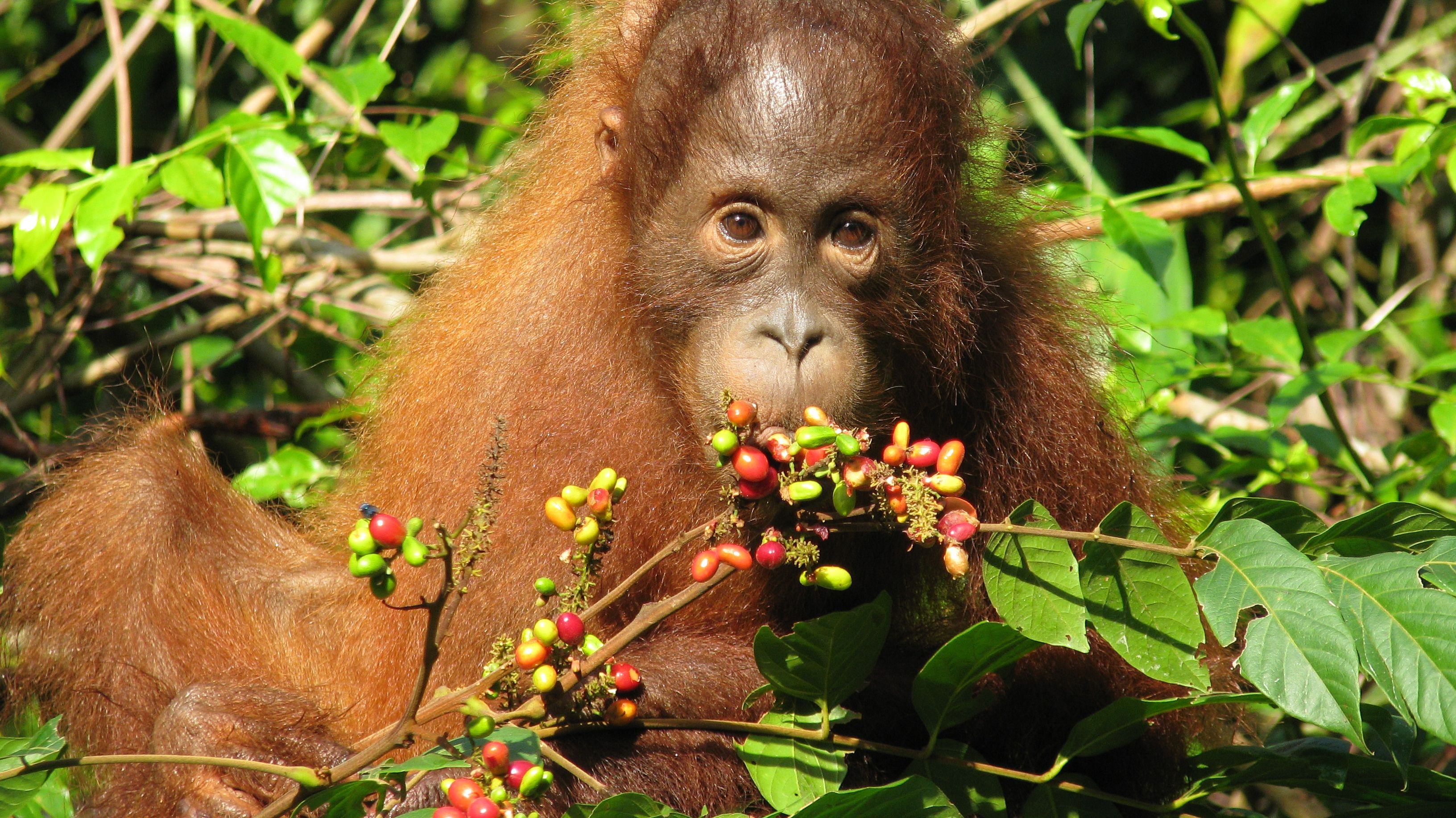 Animal life in Indonesia: A young orangutan sits and eats in Borneo's Sabangau Forest.