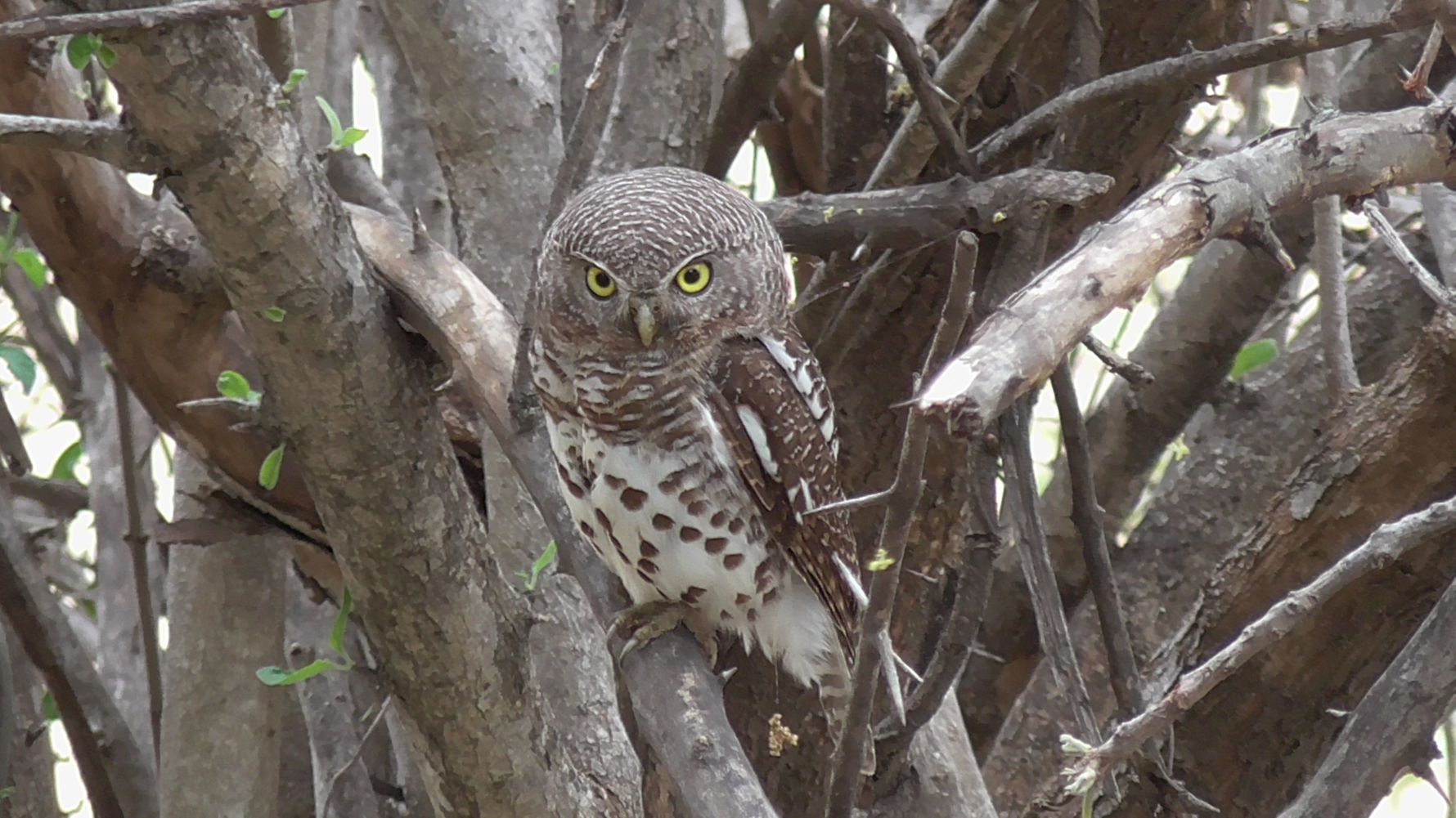 erfahrungsberichte-suedliches-afrika-fgl1-rangerausbildung-eule-natucate