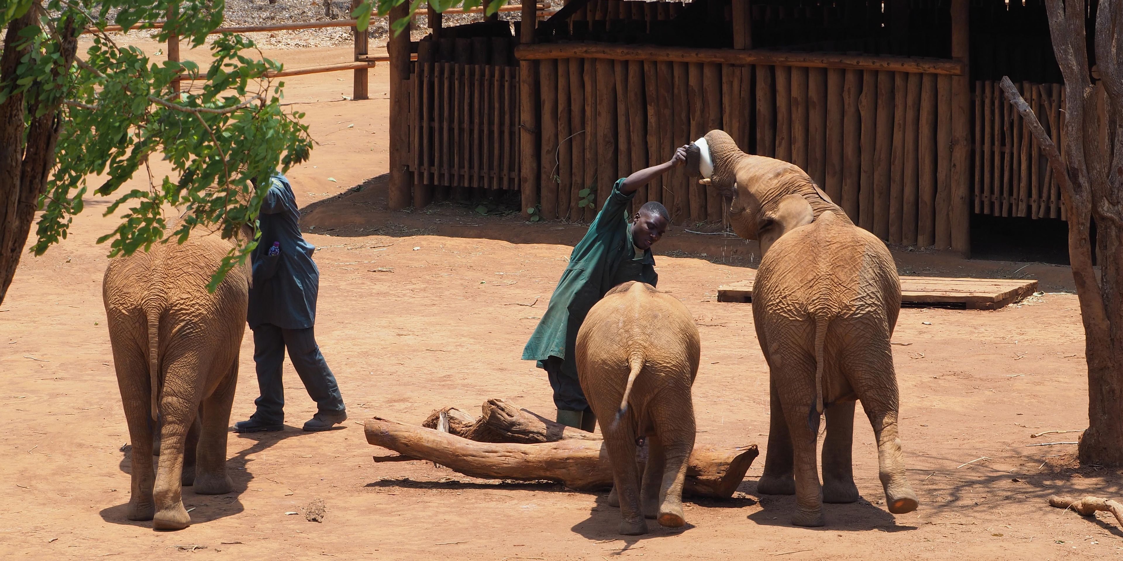 freiwilligenarbeit-sambia-artenschutz-lusaka-elefanten-pfleger-natucate