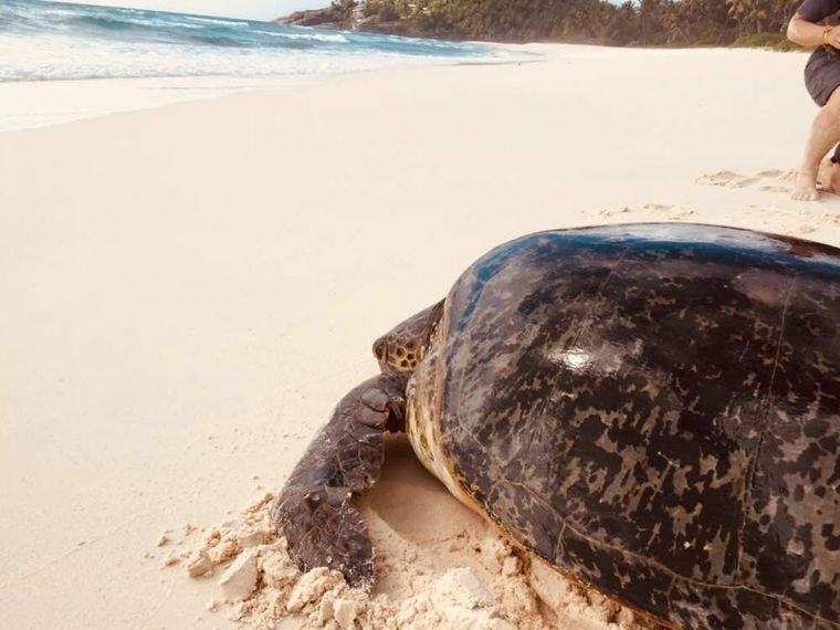 erfahrungsberichte-freiwilligenarbeit-seychellen-north-island-tanja-schildkroete
