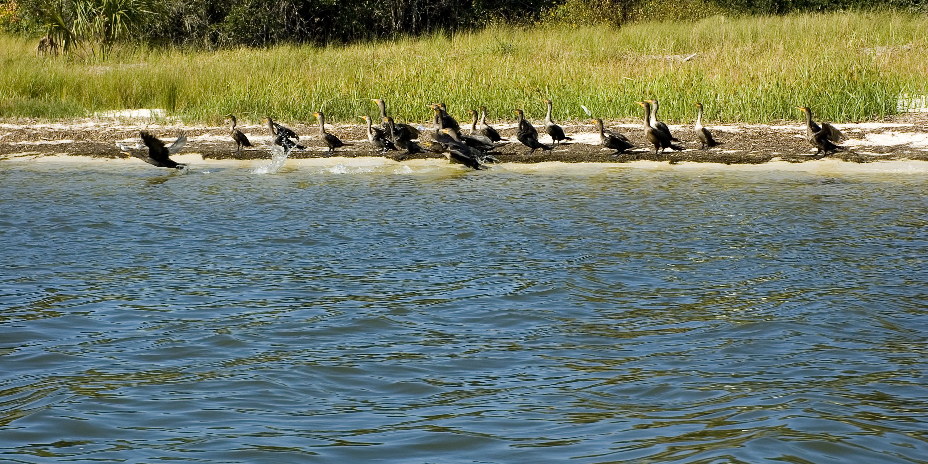 Eine Gruppe von Wasservoegeln am Ufer eines Gewaessers in Florida