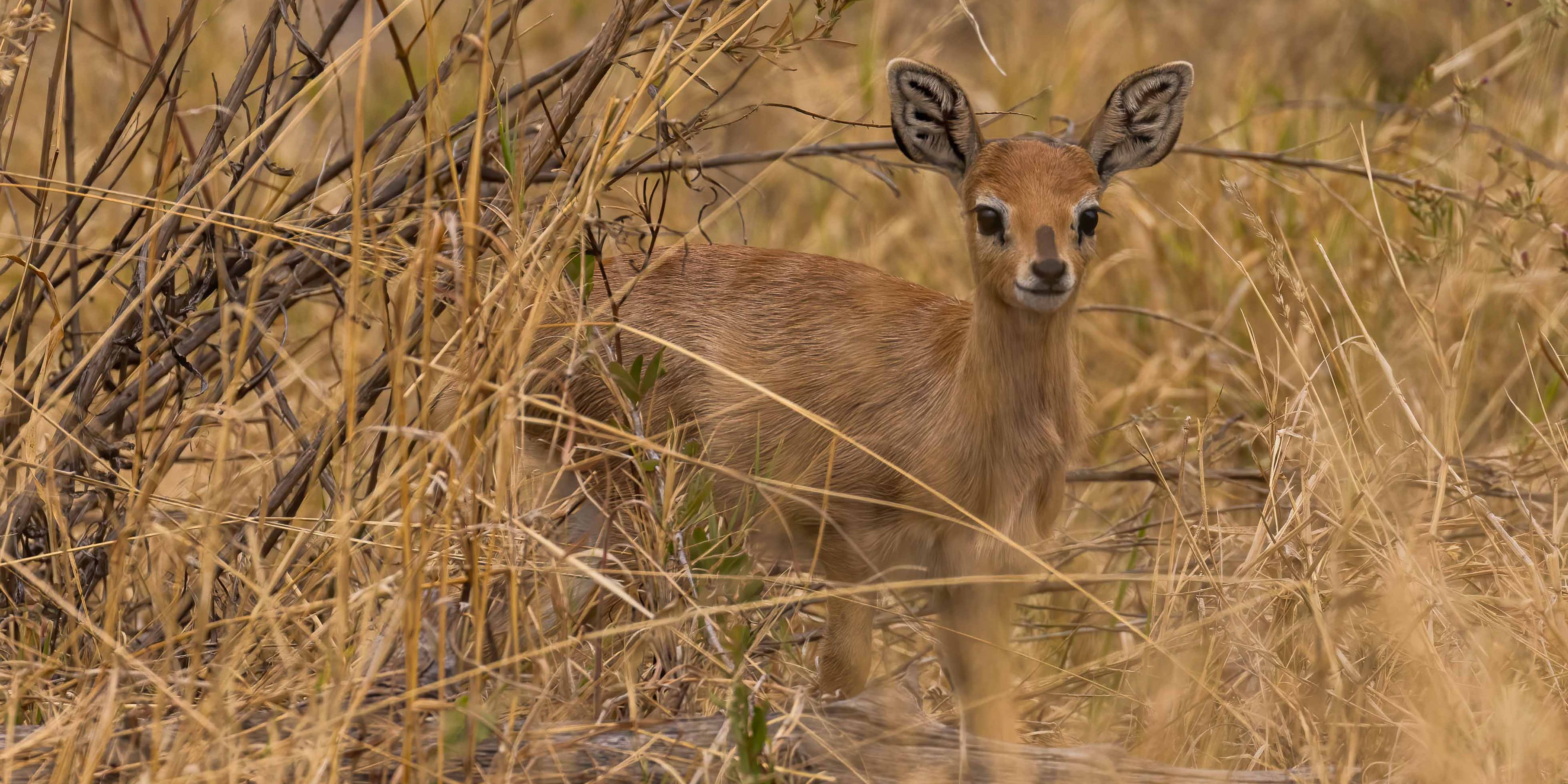 natur-und-rangerkurs-botswana-afrika-san-survival-skills-tracking-baby-impala-aepyceros-melampus-natucate