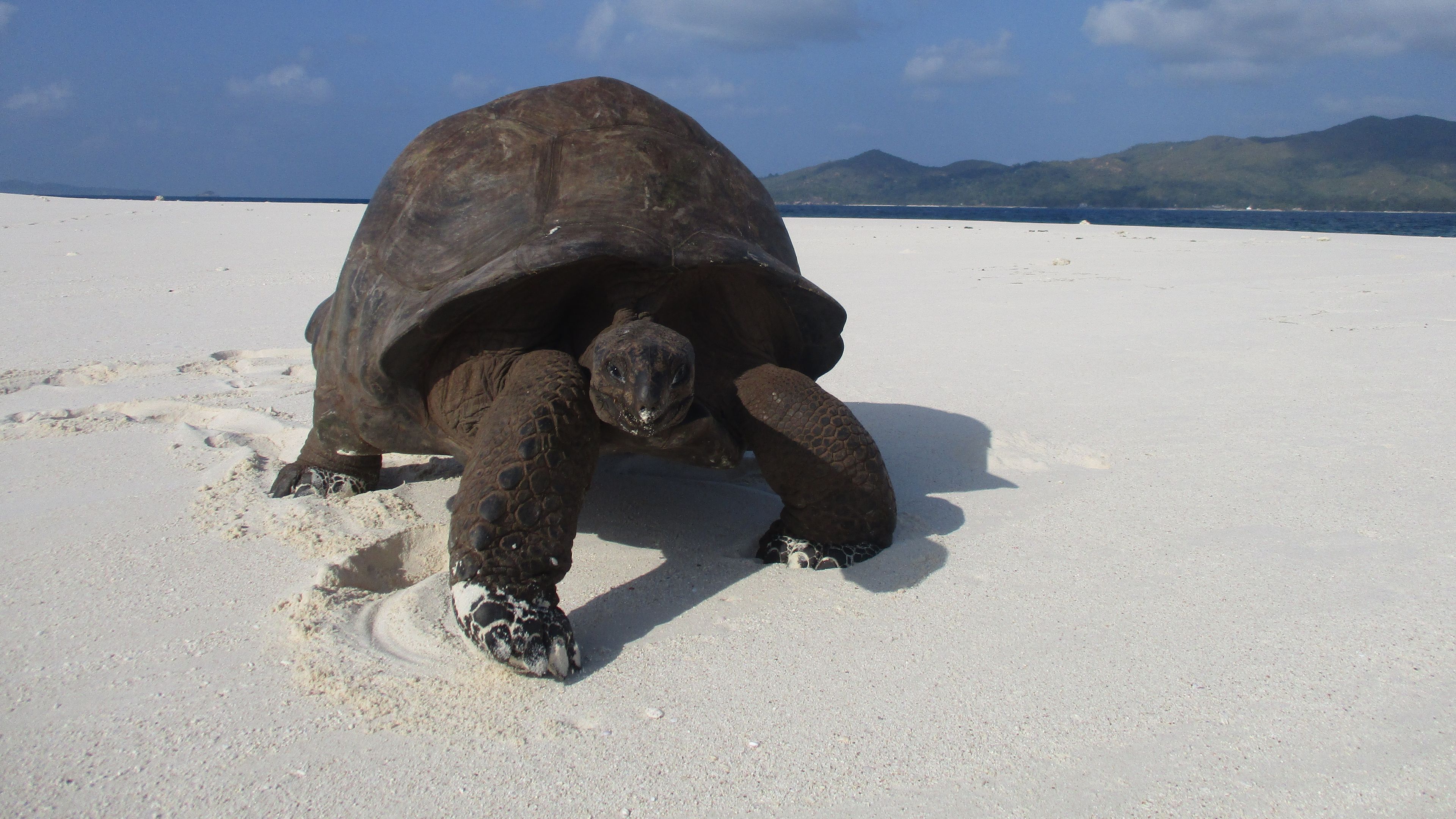 Eine grosse Landschildkroete steht am weissen Sandstrand von Cousin Island