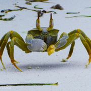 erfahrungsbericht-freiwilligenarbeit-malediven-walhaischutz-krabbe-annekathrin-natucate