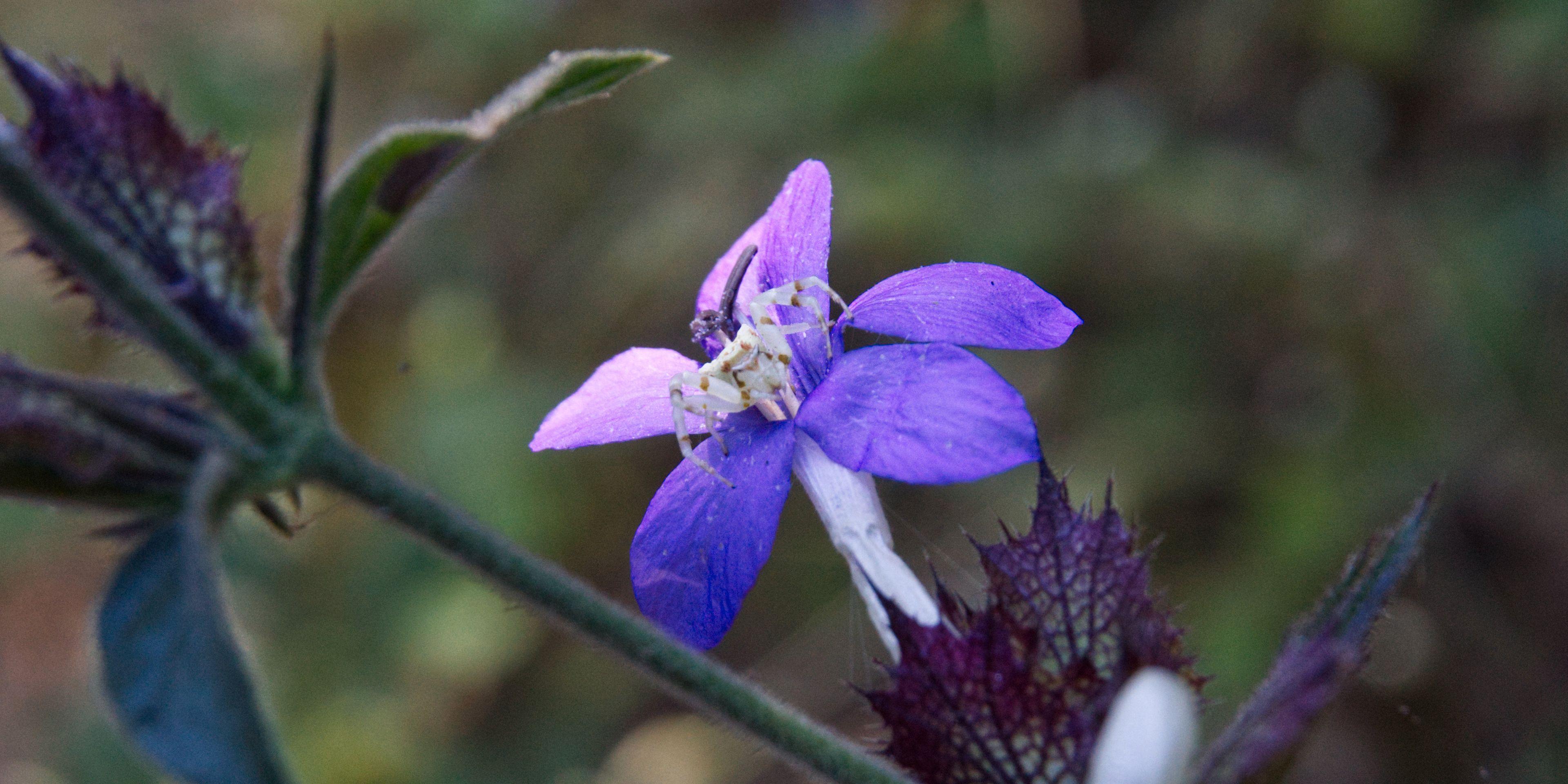 natucate-malawi-lilongwe-flower