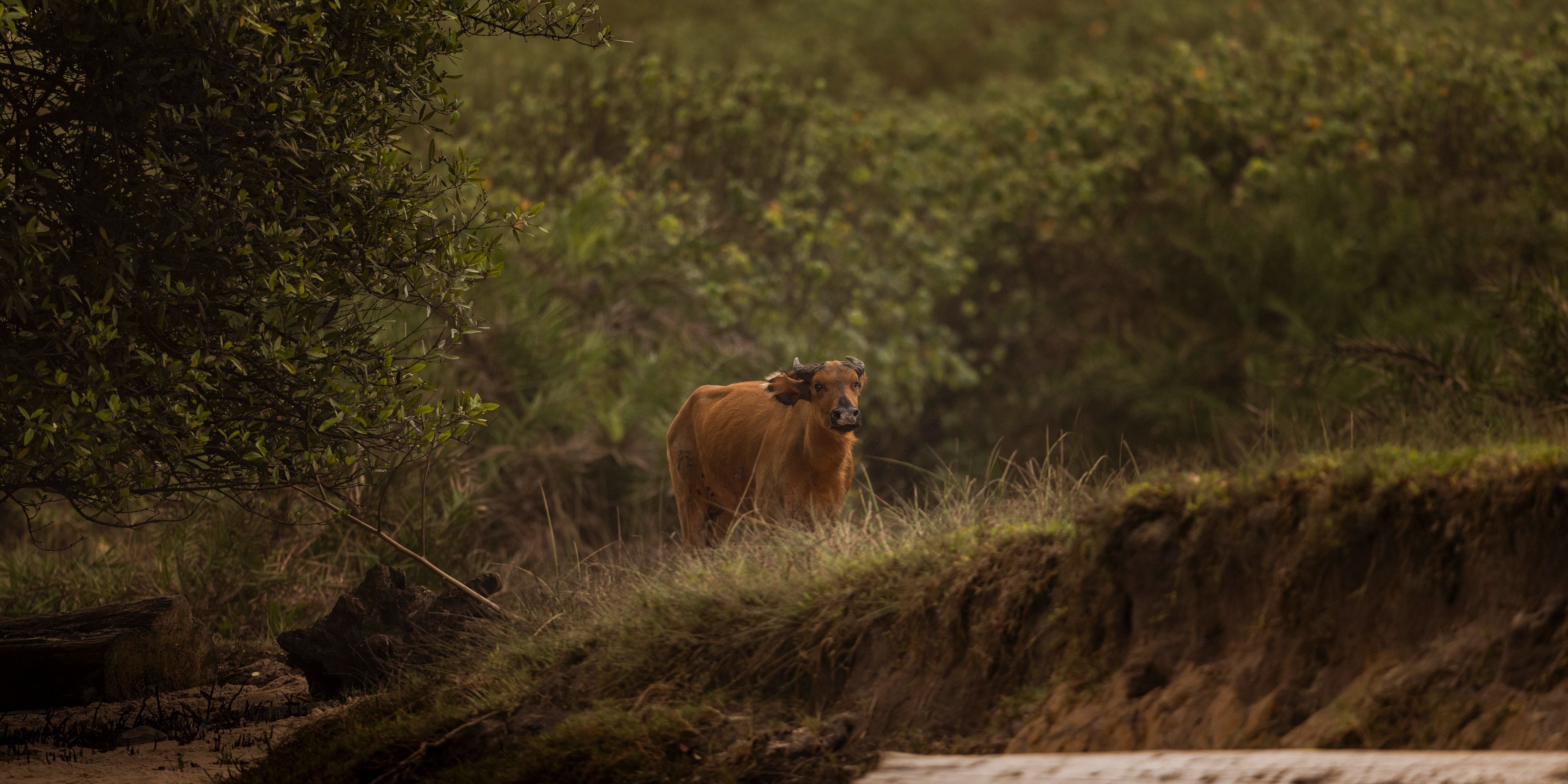 natucate-nature-travel-gabon-wilderness-trails-forest-bufallo-rainforest