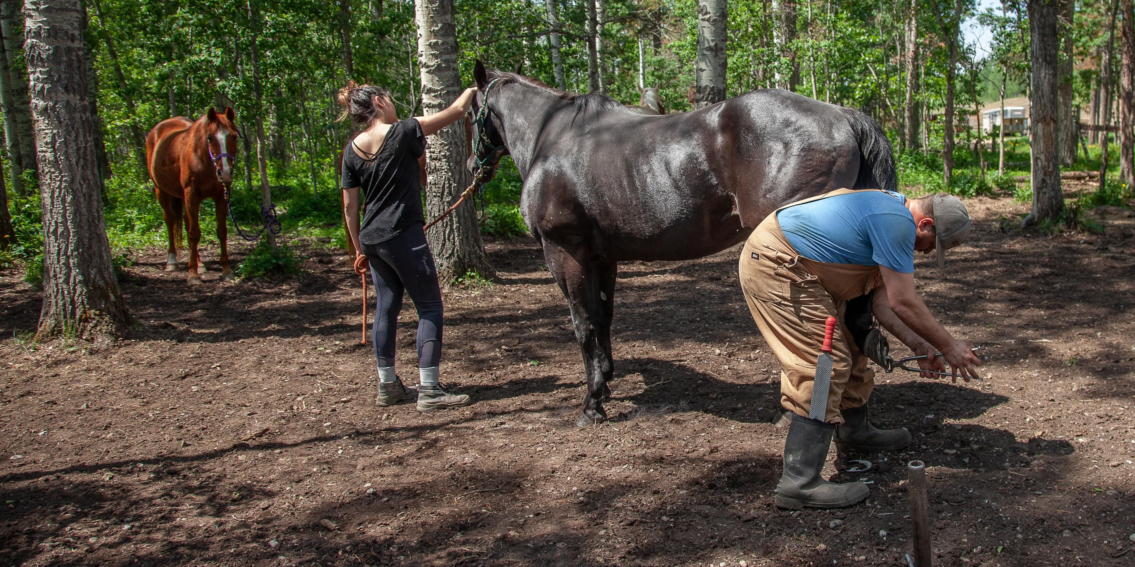 natucate-canada-freiwilligenarbeit-horses-weisses-pferde-saeubern