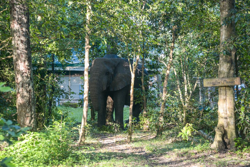 Elefant l&auml;uft durchs Camp