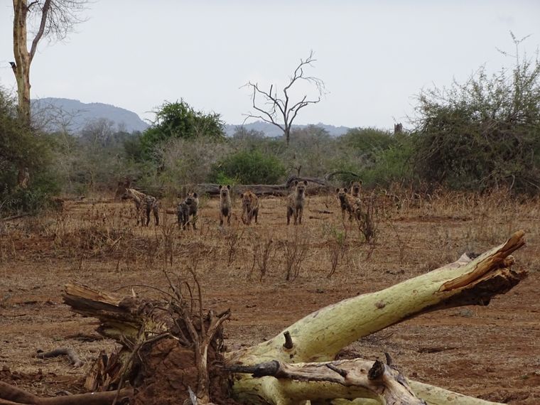 hyenaen-blog-natucate-verhalten-rudel