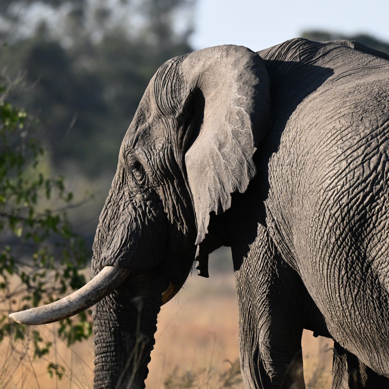 Elephant in Botswana
