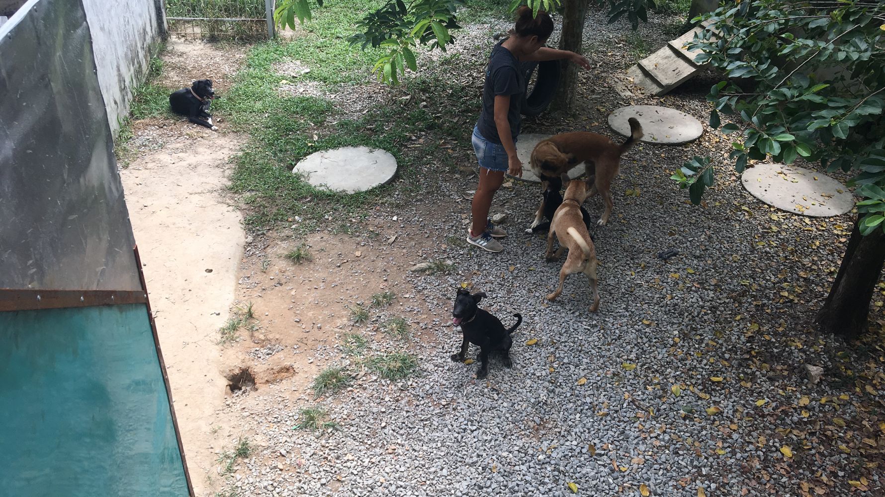 Gap Year in Thailand: Ein Volunteer fuettert mehrere Hunde