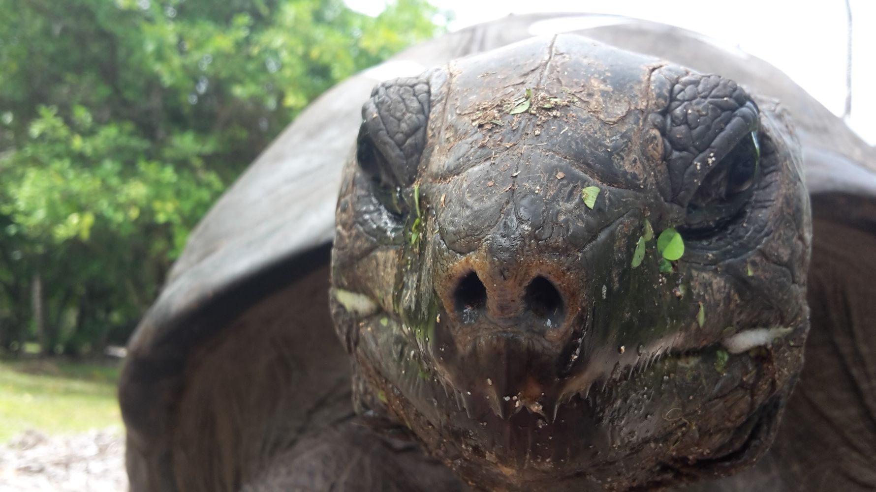 freiwilligenarbeit-seychellen-erfahrungsbericht-artenschutz-kundenfotos-schildkroete-natucate