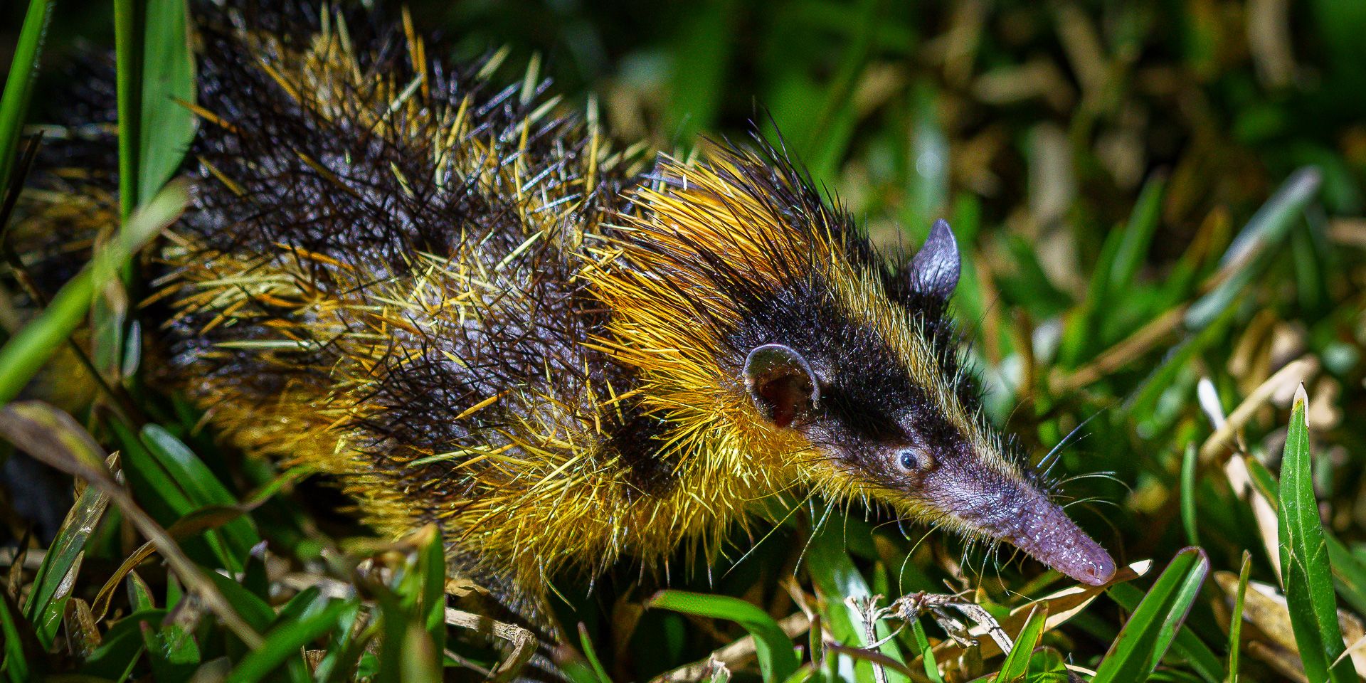 natucate-madagascar-pwe-mody-tenrec
