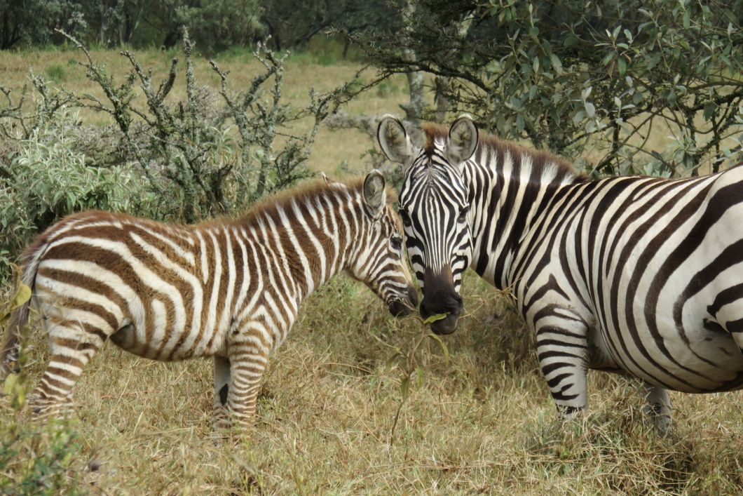 Ein Zebra steht mit seinem Fohlen in der kenianischen Naturlandschaft und grast