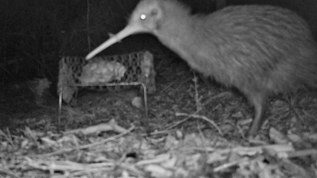 natucate-blog-review-volunteering-kauri-coast-ellie-night-cam-kiwi