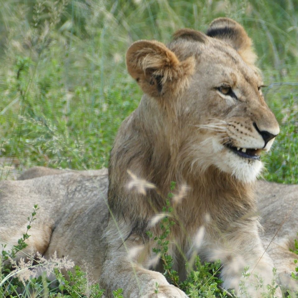 erfahrungsberichte-rangerkurse-suedafrika-field-guide-level-1-tobias-loewen-natucate