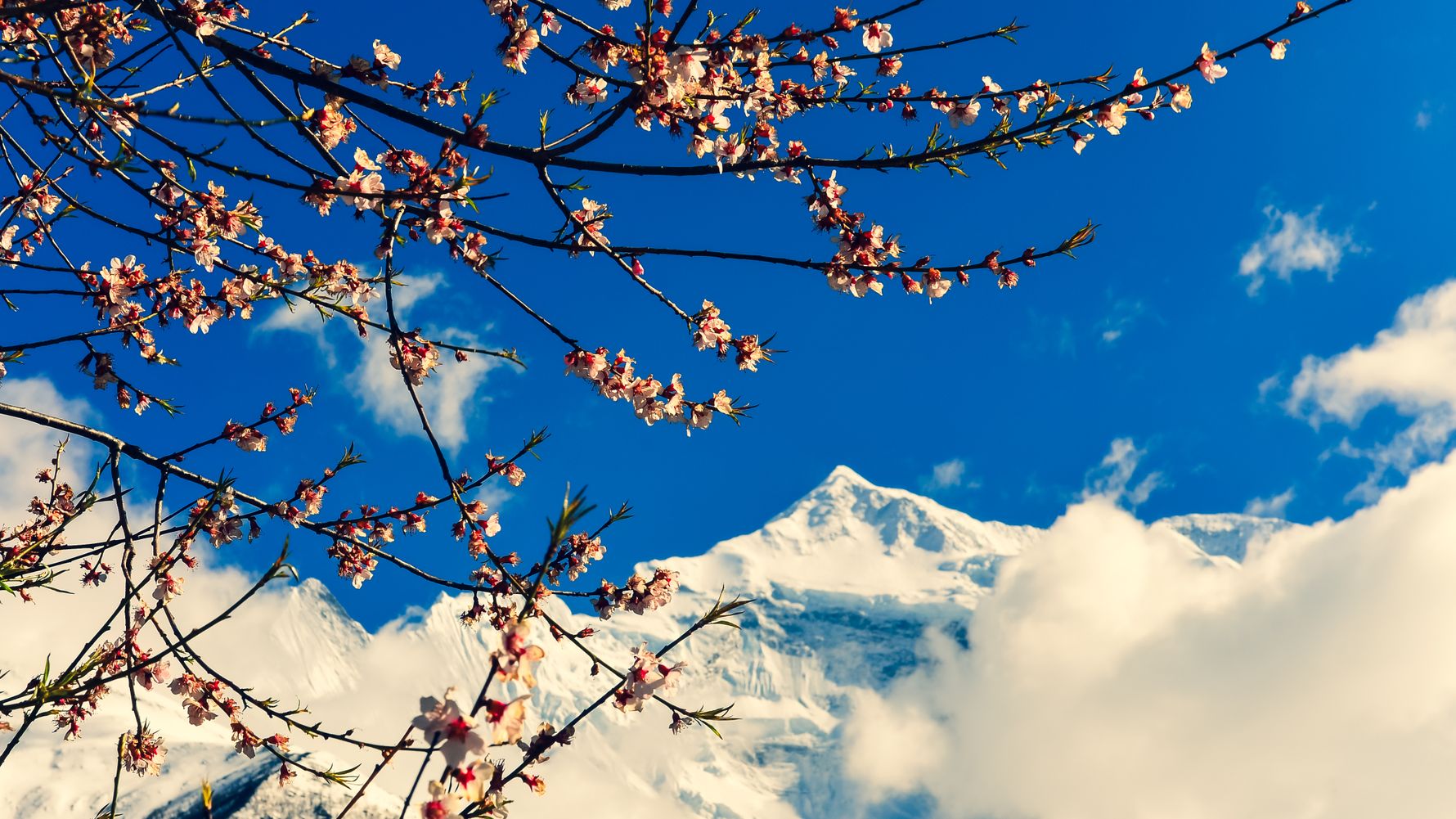 Kirschbl&uuml;te