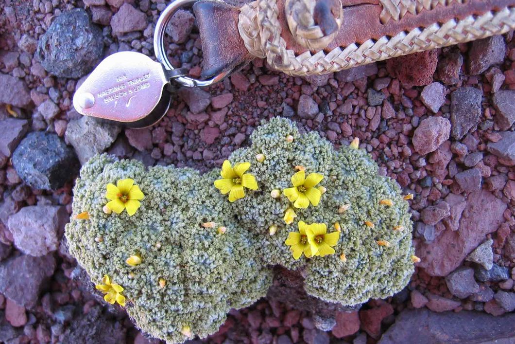 Ein Schluesselanhaenger dient zum Groessenvergleich kleiner Steinpflanzen auf rotem Gestein