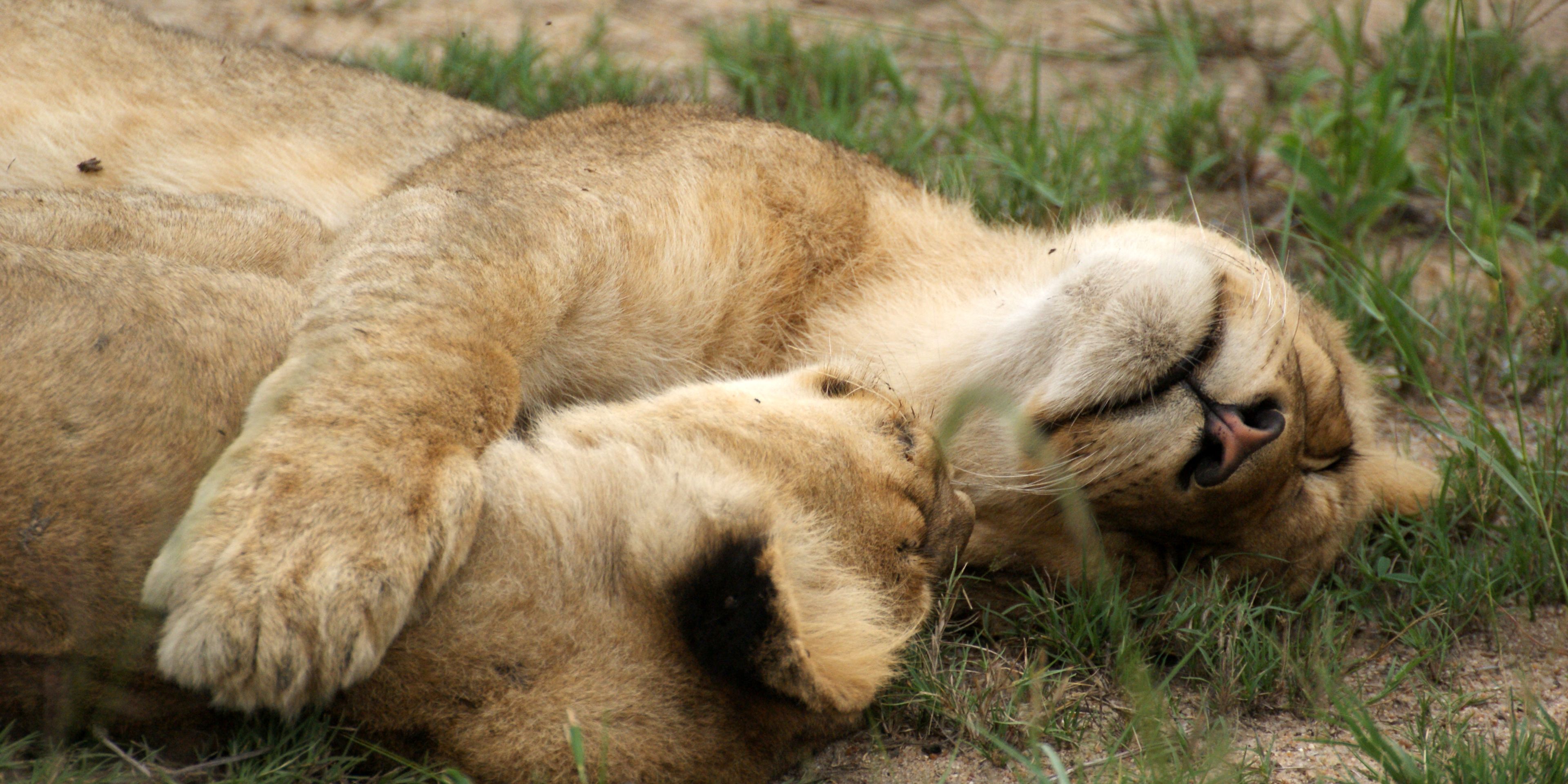 Two lionesses in Southern Africa cuddling up