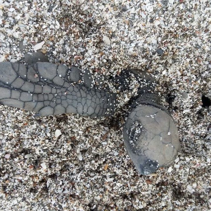 erfahrunsgbericht-costa-rica-praktikum-kundenfotos-artenschutz-schildkroetennest-natucate