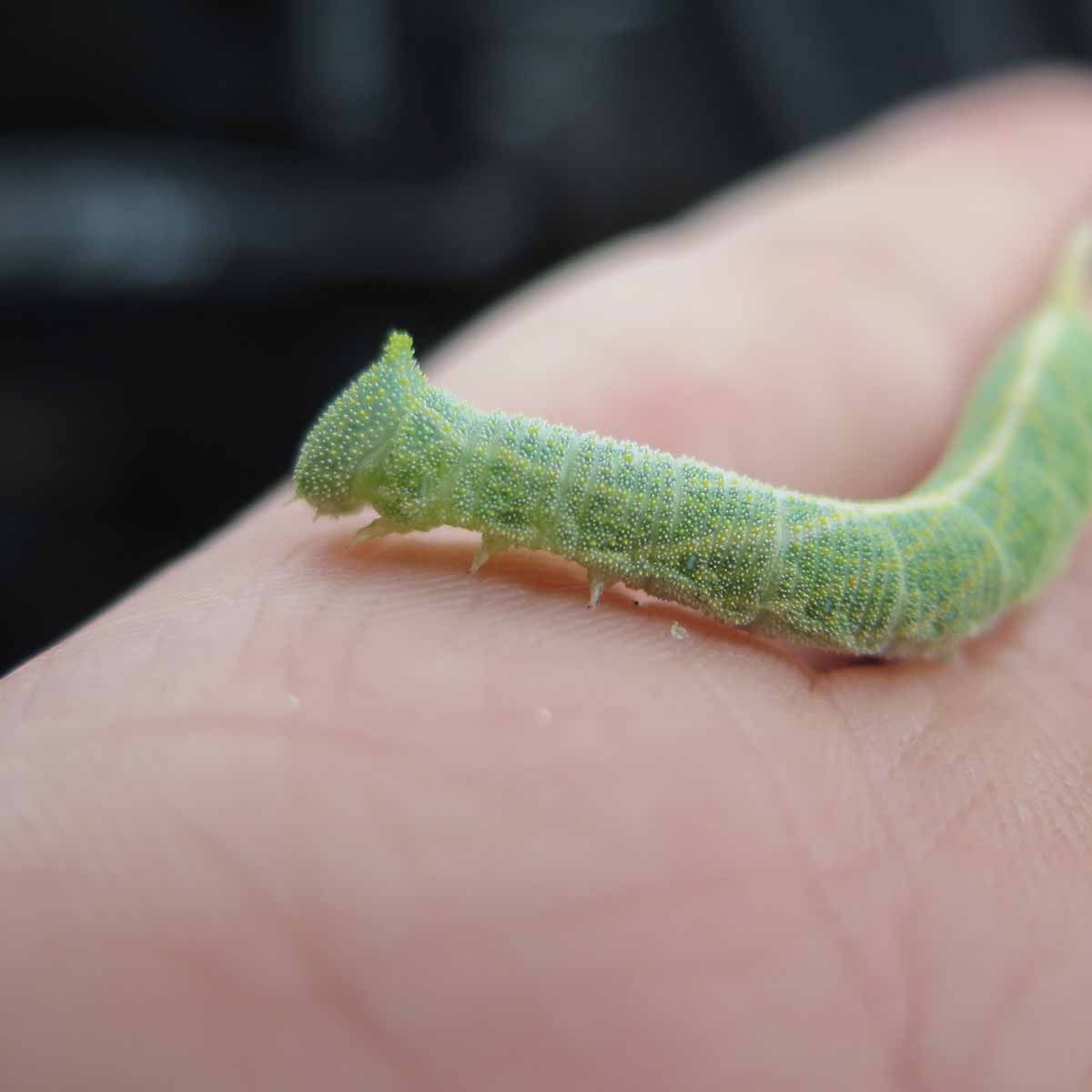 erfahrungsbericht-praktikum-botswana-artenschutz-insekt-natucate