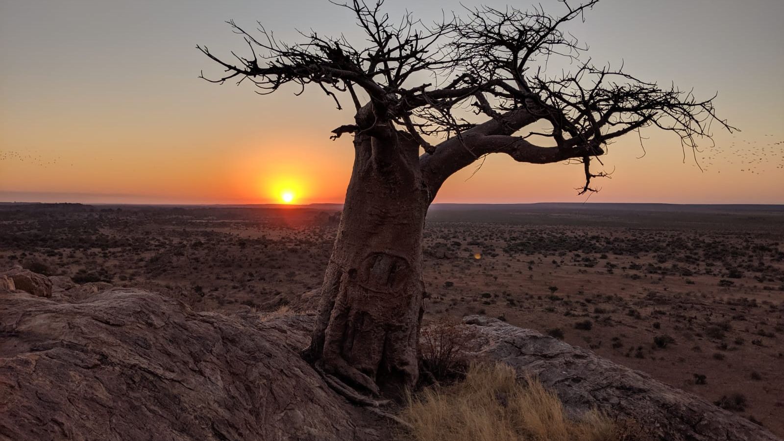 blog-ratgeber-botswana-mashatu-mamagwa-baobab-natucate