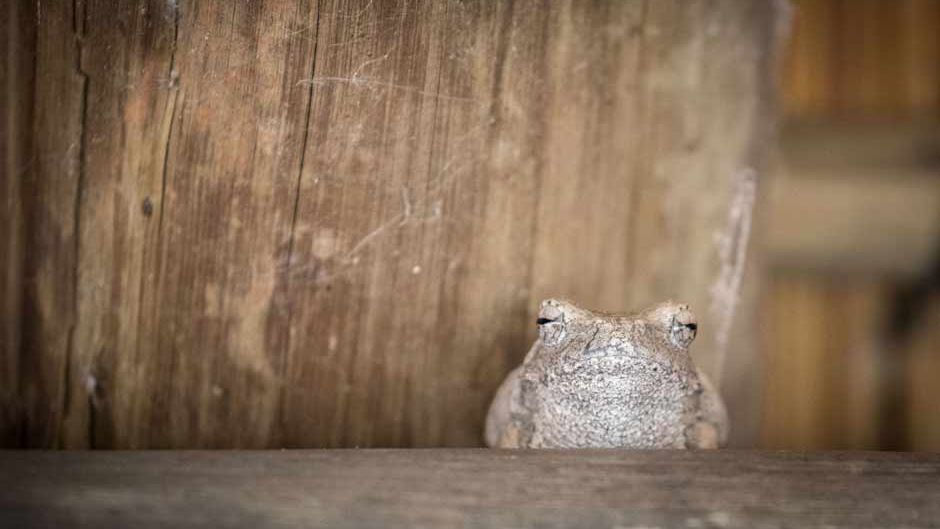 blog-sabbatjahr-chef-ueberzeugen-frosch-natucate