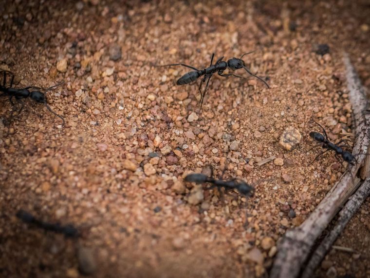 Rangerkurs: Mehrere Megaponera laufen ueber den steinigen Boden