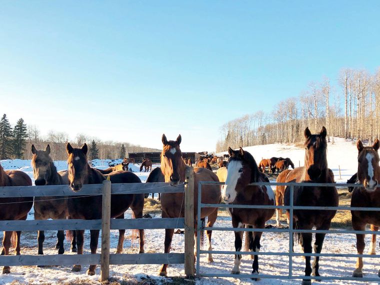 freiwilligenarbeit-kanada-tierschutz-pferde-natucate