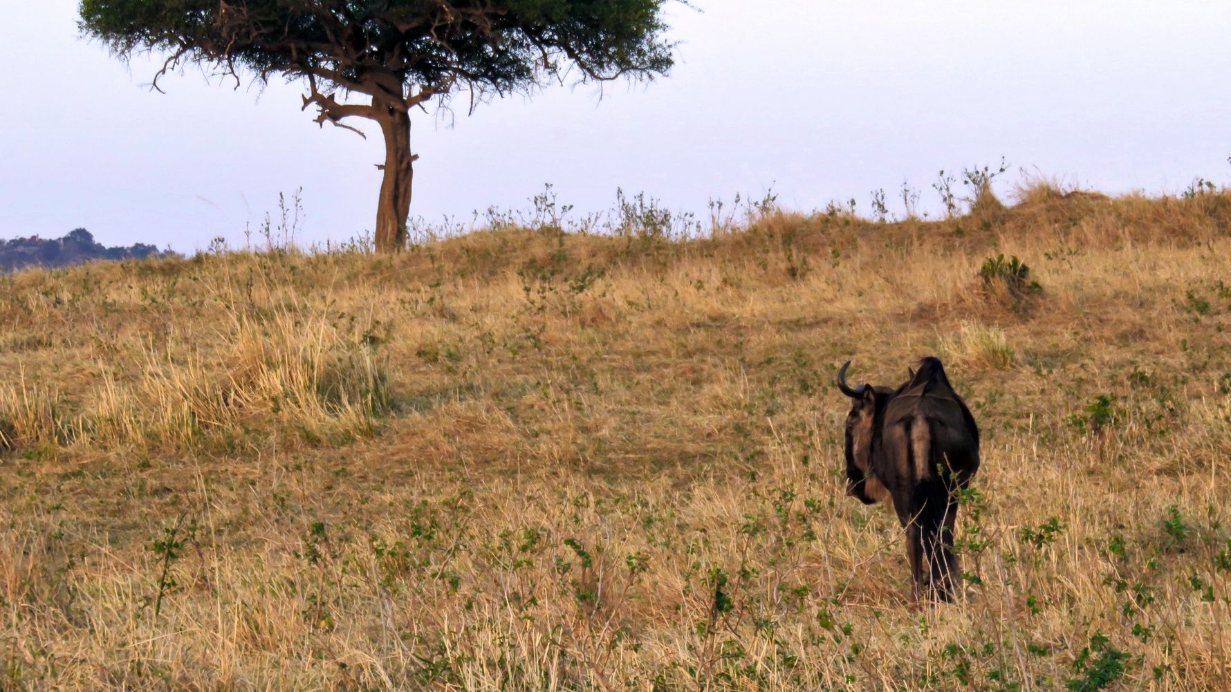 Safari Tansania: Gnu laeuft durch die goldene Savanne Ostafrikas, im Hintergrund eine Schirmakazie
