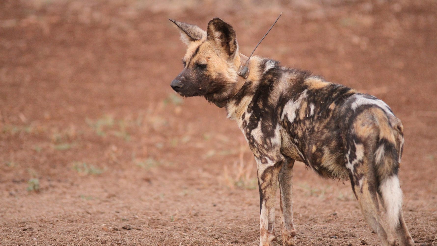 Artenschutz in Suedafrika: Wildhund mit Sender zu Ortungszwecken