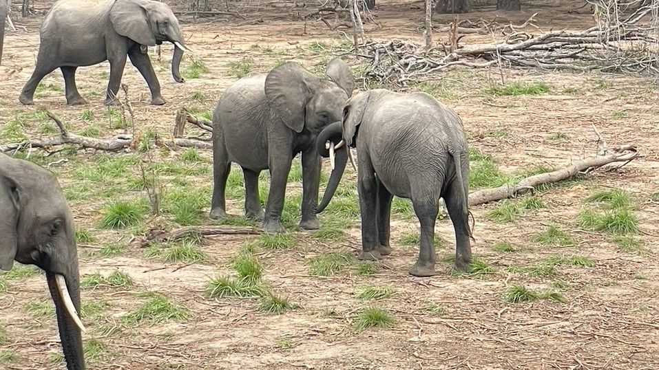 Zwei kleine, verwaiste Elefanten spielen zusammen