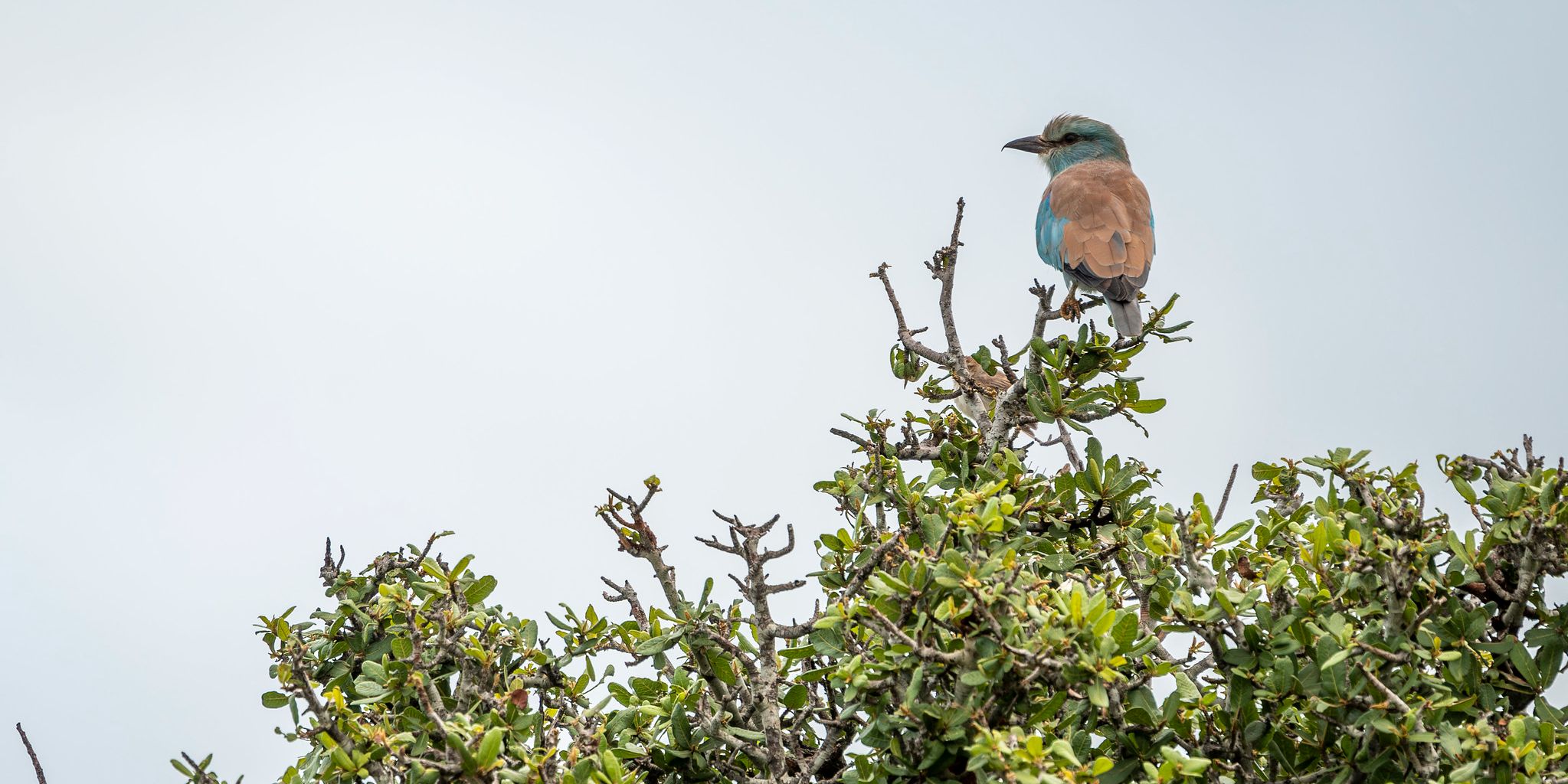 natucate-guide-courses-bw-south-africa-birding