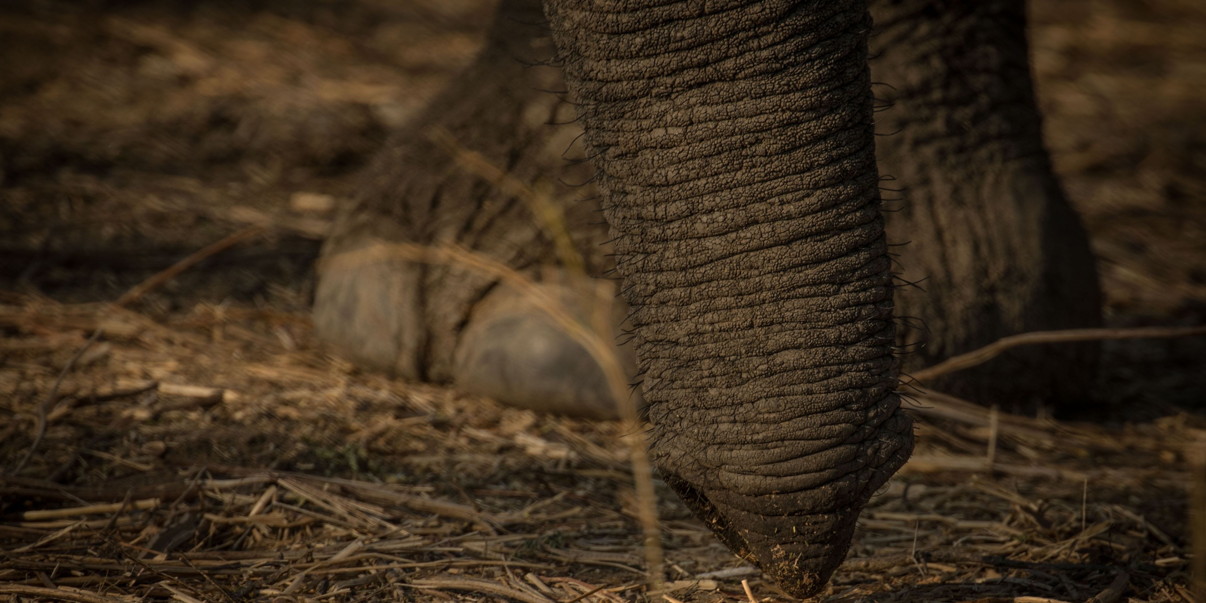 freiwilligenarbeit-sambia-artenschutz-elefant-ruessel-natucate