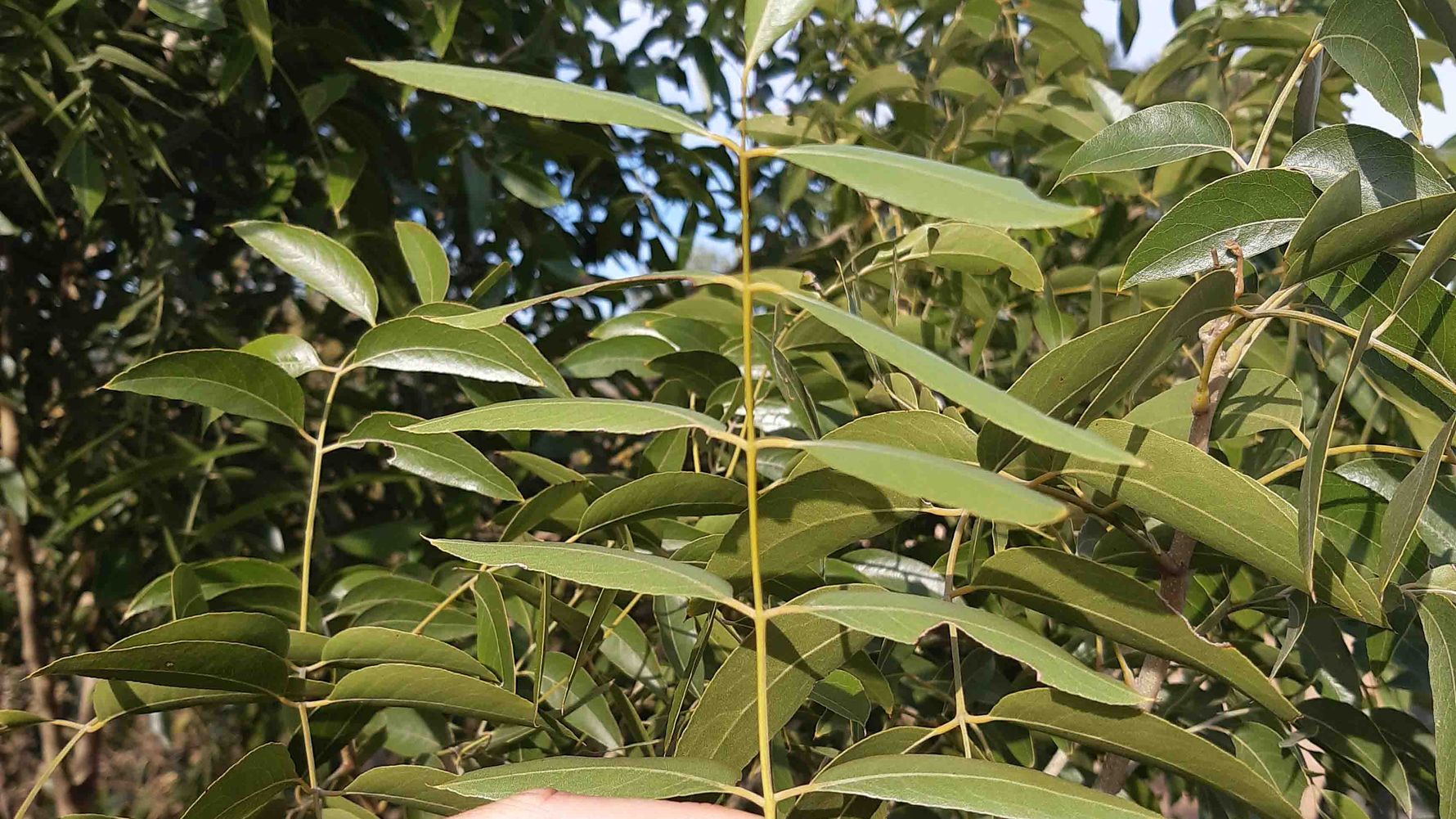 erfahrungsberichte-rangerkurs-field-guide-level-1-afrika-leila-flora-suedafrikas-natucate