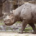Ein Spitzmaulnashorn durchstreift die Landschaft Simbabwes auf der Suche nach Nahrung