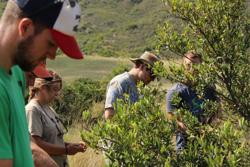 Artenschutz-Volunteers in Suedafrika lernen ueber die afrikanische Pflanzenwelt.