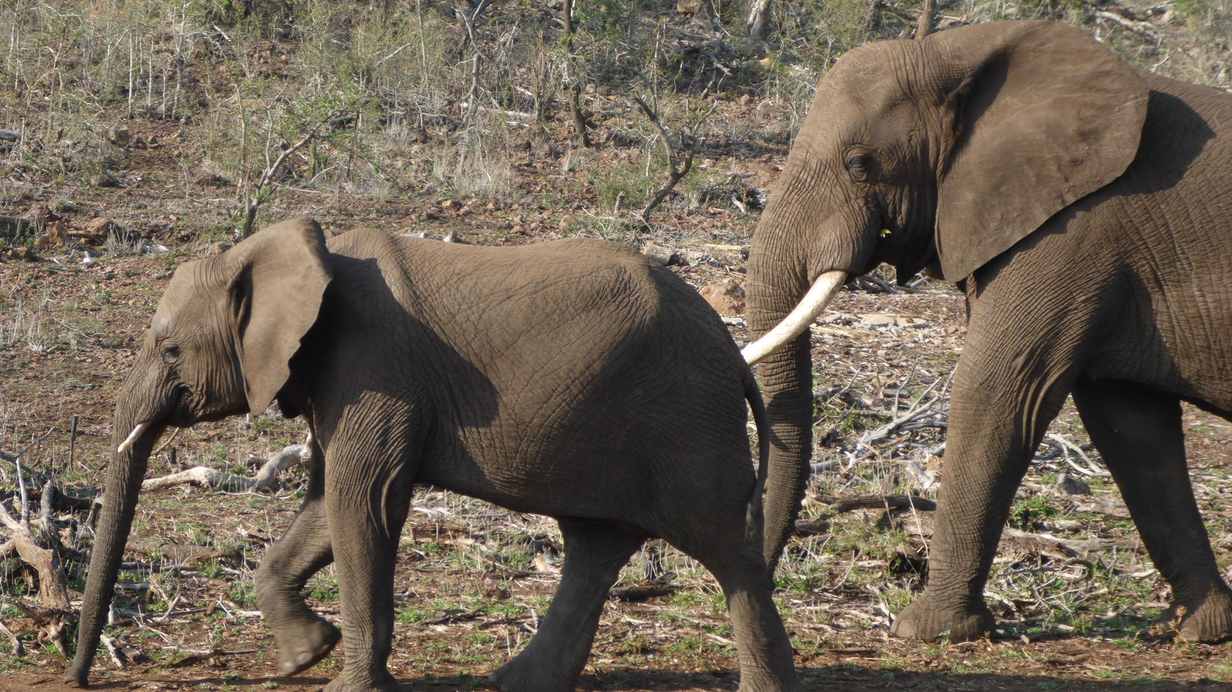 Ein grosser und ein kleiner Elefant laufen an der Strasse entlang