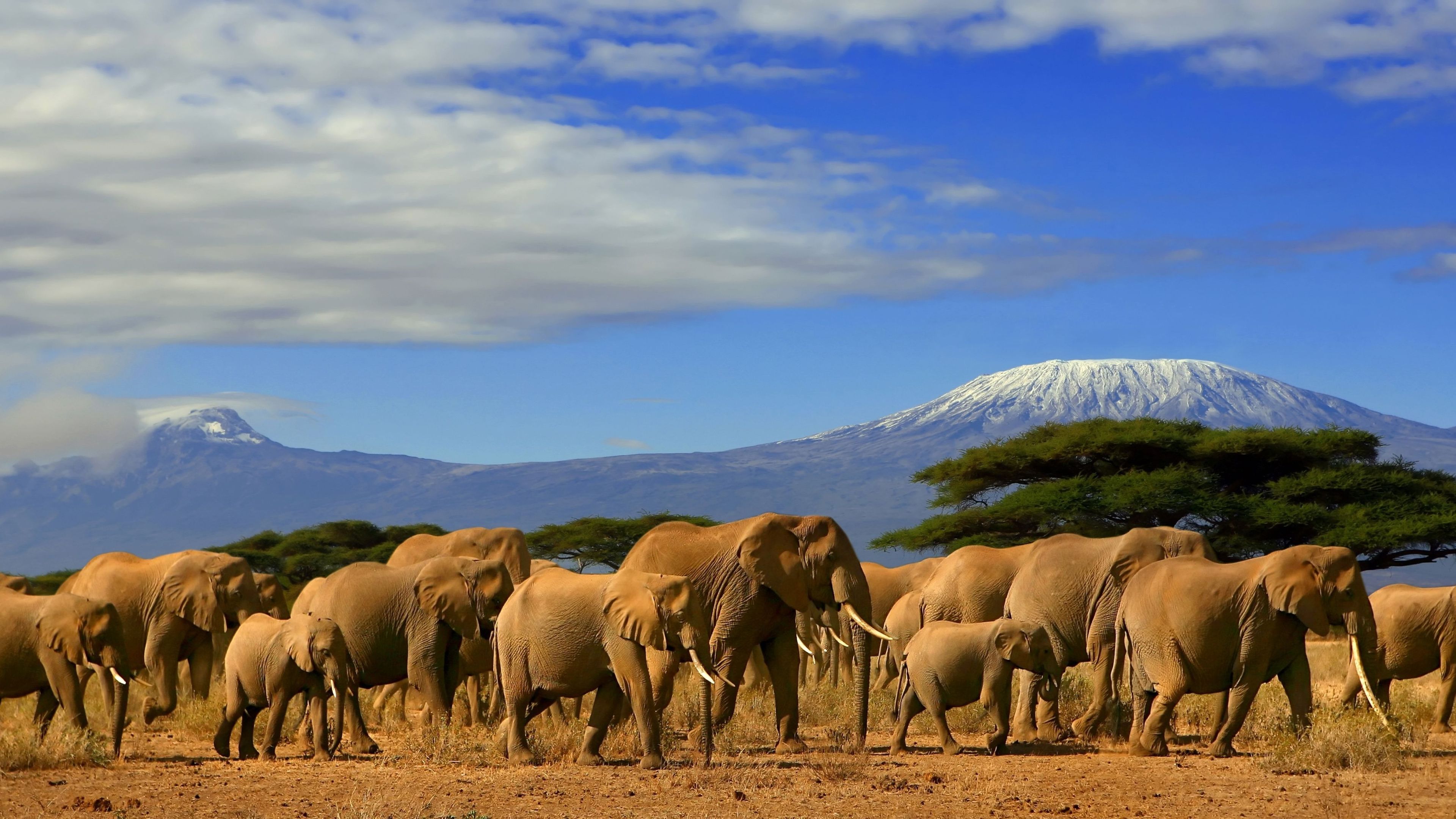 kenia-laenderinformationen-elephanten-kilimandjaro-natucate