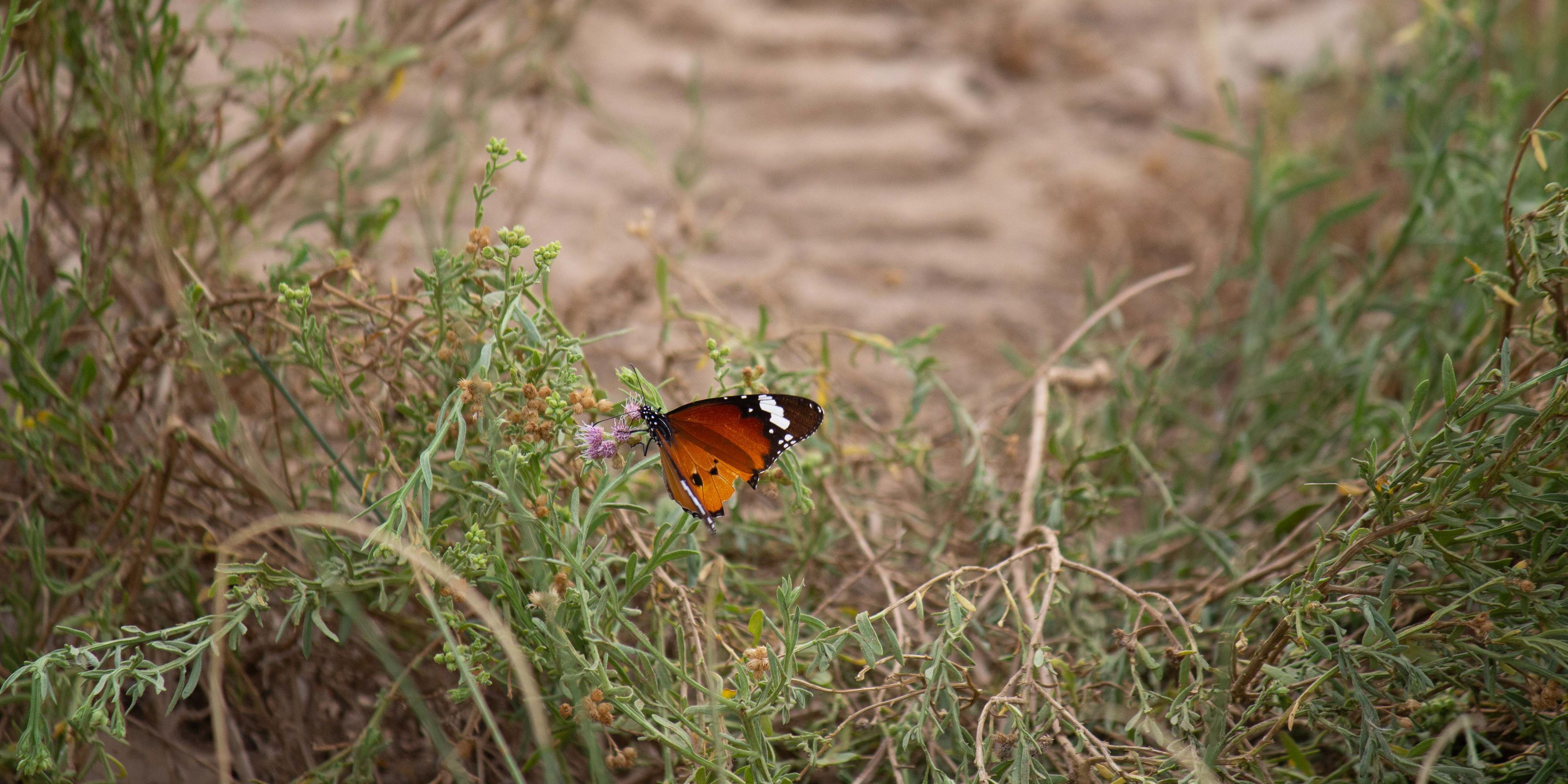 African Monarch Butterfly