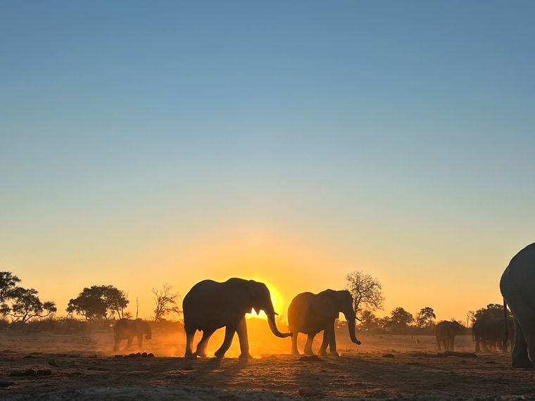 natucate-blog-erfahrungsbericht-pwe-kwapa-henni-elephant-herd-2