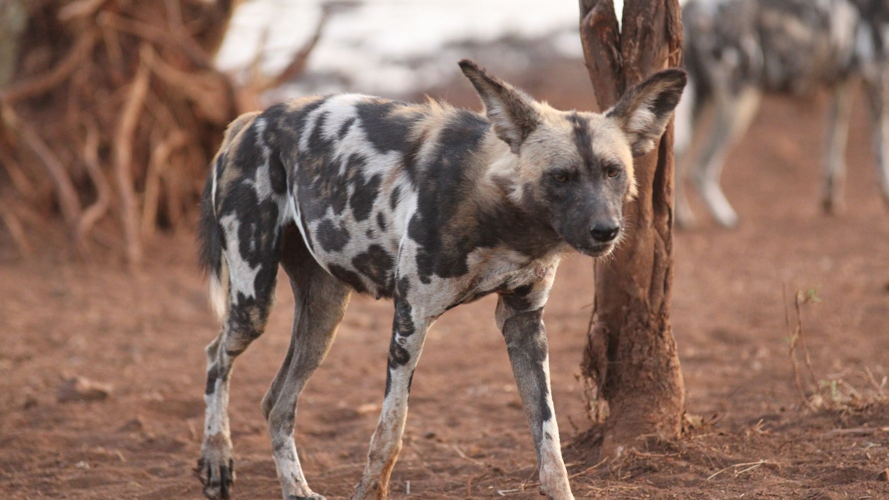Wildhund in der afrikanischen Savanne