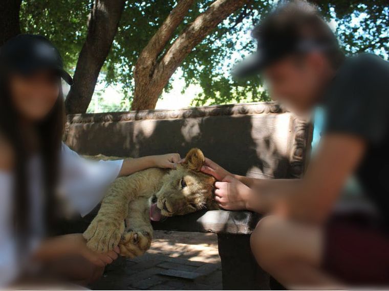 die-geschichte-von-jabula-kleiner-loewe-blog-natucate