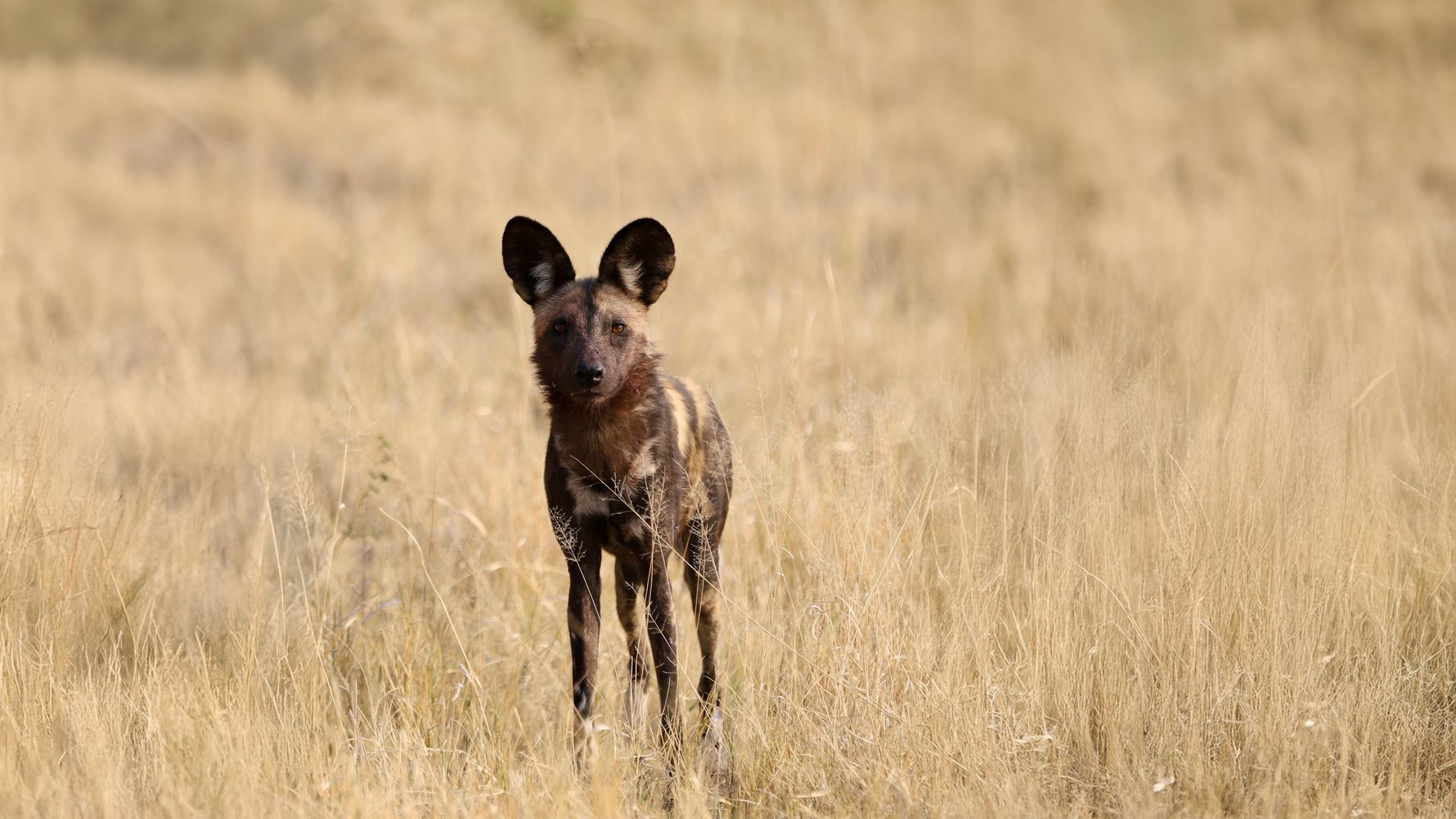 Wildhund