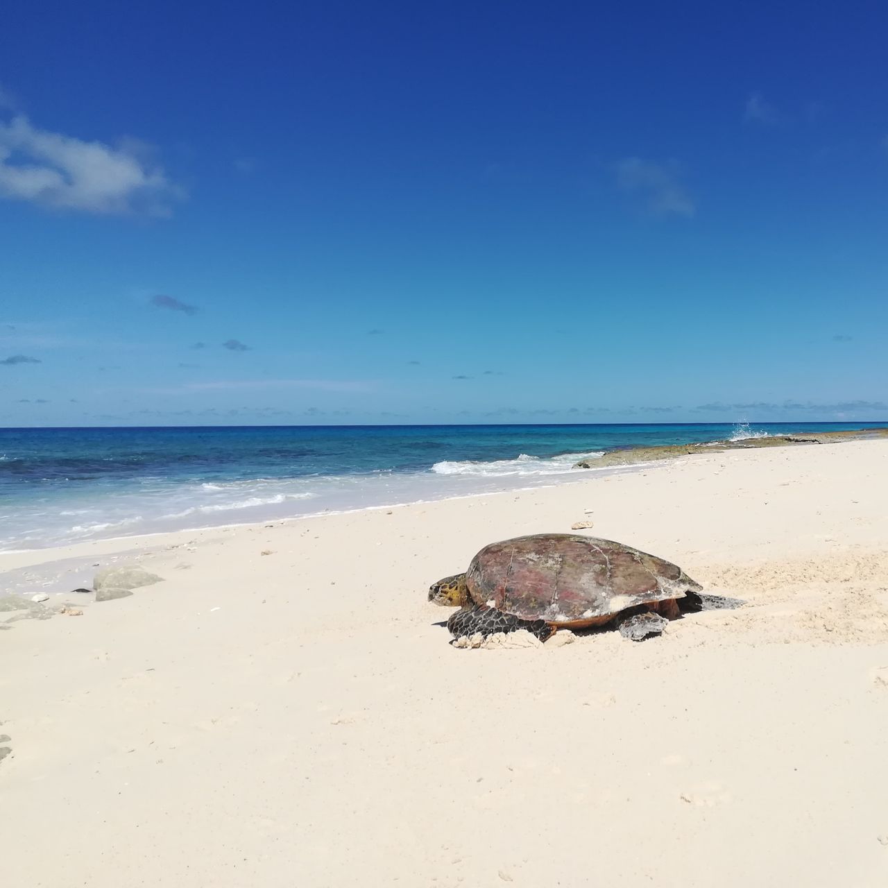 erfahrungsberichte-freiwilligenarbeit-seychellen-north-island-milena-schildkroete-strand