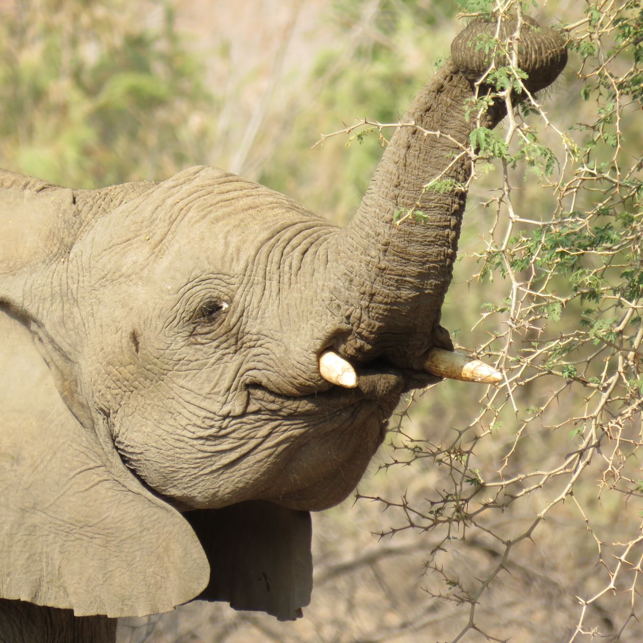 Ein Elefantenjunges hebt den Ruessel in der Wildnis Namibias