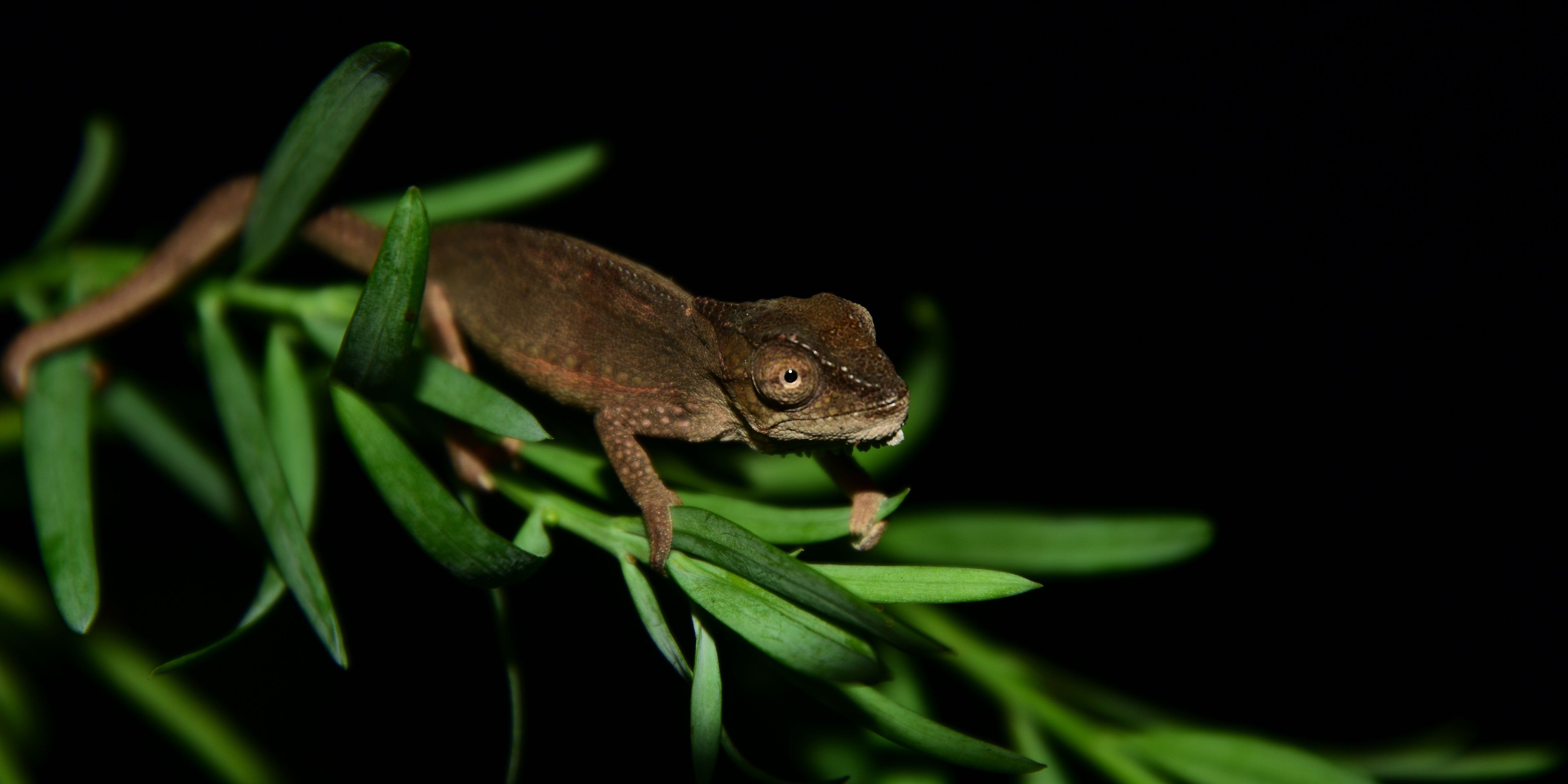 natucate-internship-south-africa-nature-valley-trust-lizard