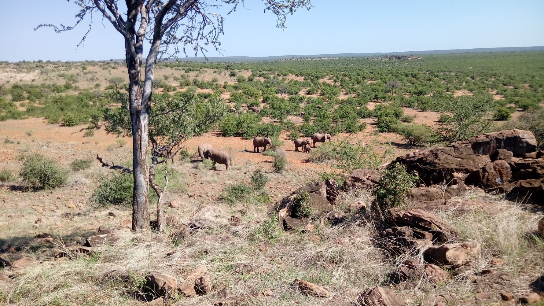 erfahrungsberichte-suedliches-afrika-pfg-rangerausbildung-kundenfotos-tiere-natucate