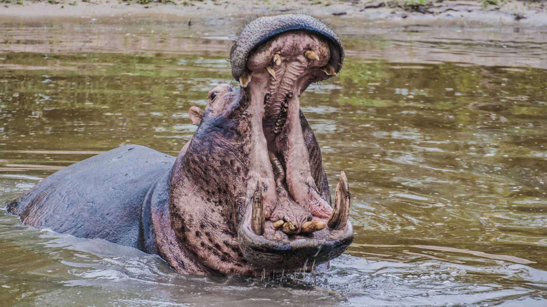 erfahrungsbericht-suedafrika-kundenfotos-rangerausbildung-nilpferd-natucate