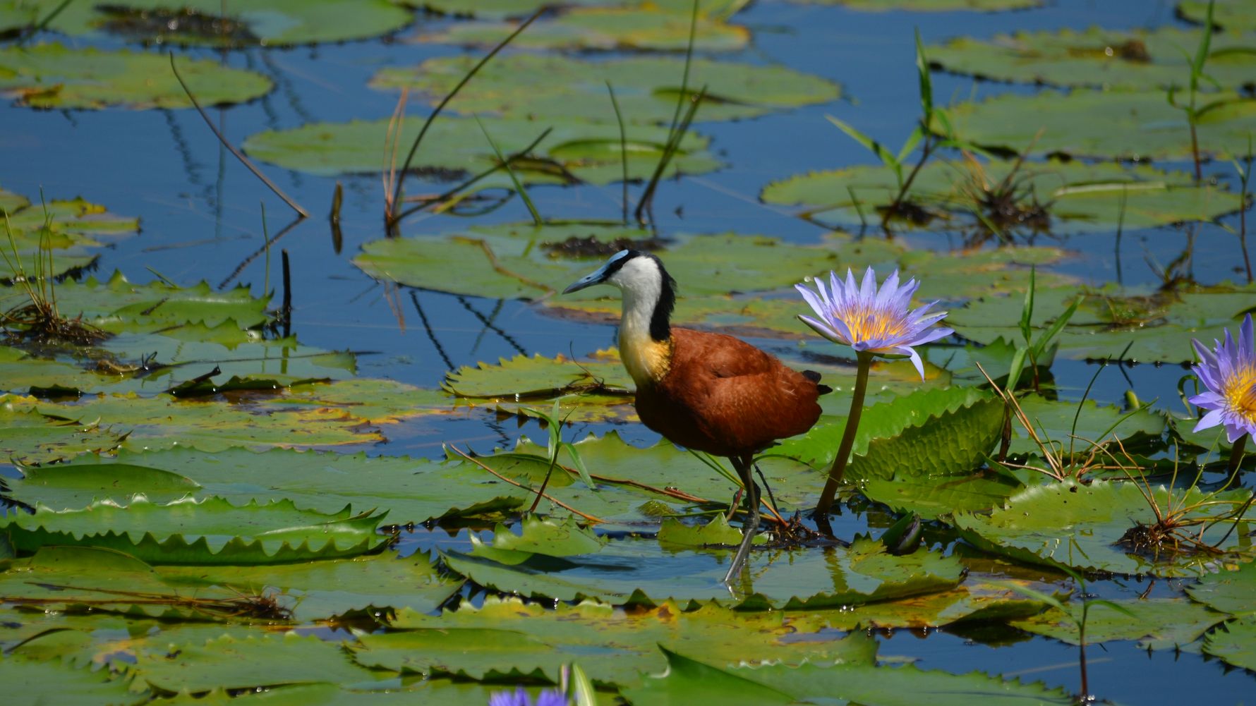 freiwilligenarbeit-natucate-suedafrika-african-jacana